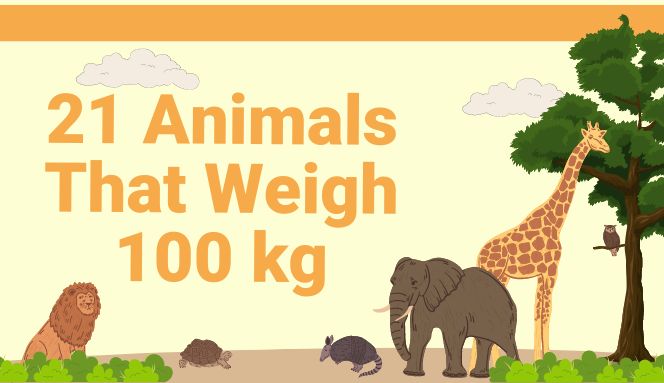 Animals That Weigh 100 Kilogram
