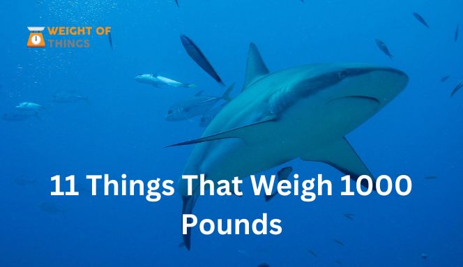 things that weigh 1000 pounds