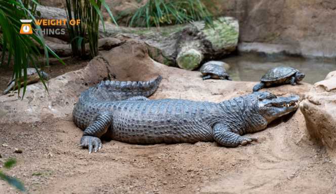 Animals That Weigh 150 Pounds 