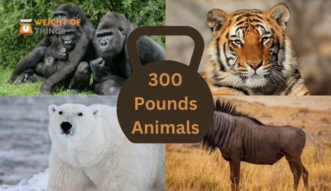 Animals That Weigh 300 Pounds